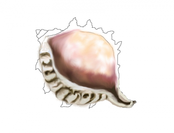 Creation of Shell And Branch: Step 4